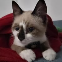 Katzenkinder Billy, Benni & Rosi, Kater zur Adoption