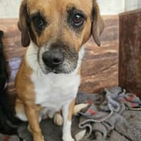 Hübsche Tita, Hündin zur Adoption