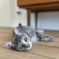 Kleine Schönheit Pinta sucht Liebe, Katze zur Adoption