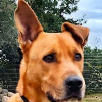 Ozzy - munterer Senior, Hund zur Adoption