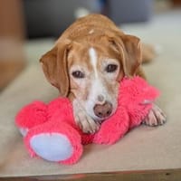 Nala sucht ein neues zu Hause., Hündin zur Adoption