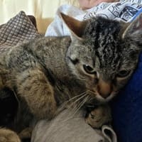 Sora & Kayda - Vermittlungshilfe !!!, Katze zur Adoption