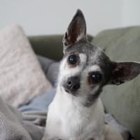 Meti - Chihuahuadame sucht Körbchen, Hündin zur Adoption