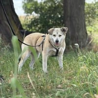 Shiwa  vorsichtige Hündin mit Herz, Hündin zur Adoption