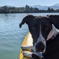 Juno sucht ein neues Zuhause, Hund zur Adoption