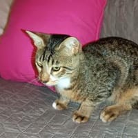 Giannis alias Willy Zuhause gesucht, Kater zur Adoption