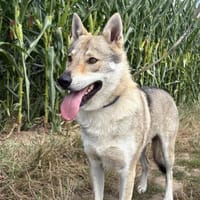 Noran  ein junger Wolfshund, Hund zur Adoption