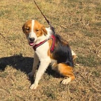 Loki ein toller Familienhund, Hund zur Adoption