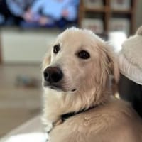 Carlo - wartet in 45772 Marl, Hund zur Adoption