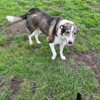 Liebe JILL sucht ihr Zuhause, Hündin zur Adoption