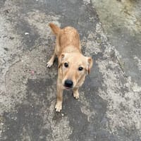 DEBBIE - geb. ca. 11/2023 - Mischling, Hündin zur Adoption