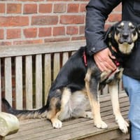 Romi ist sehr anhänglich + verschmust, Hündin zur Adoption