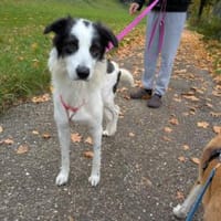 Schenken Sie Jacky ihr Traumzuhause?, Hündin zur Adoption