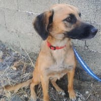 💜🌺 SONJA 🌺 - HABE ICH EINE CHANCE?, Hündin zur Adoption