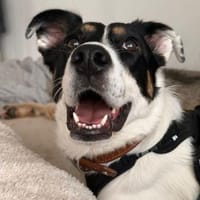 Boroka, entspannte Junghündin,11M 83064, Hündin zur Adoption