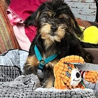 Kleinbleibende Kimberley sucht Zuhause, Hündin zur Adoption