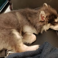 Suzette PAA22927, chienne à adopter