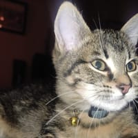 Adelphe, chat à adopter