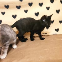 YOP, chat à adopter