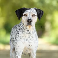 MONICA, chienne à adopter