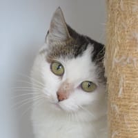 Sally, chatte à adopter