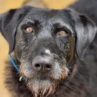 HOPE, chienne à adopter