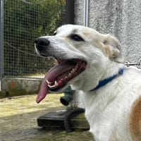 Lessy, chienne à adopter
