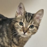 BALOO, chat à adopter