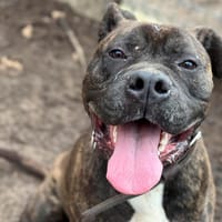 IRKO, chien à adopter