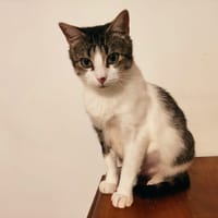 Cacolac, chatte à adopter