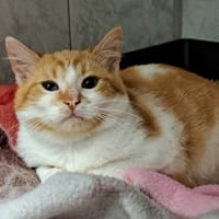 ZEUS, chatte à adopter