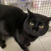 KYR, chat à adopter