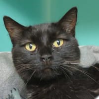 Esmeralda, chatte à adopter
