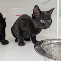 Mocca, chatte à adopter