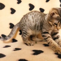 FICELLO, chatte à adopter