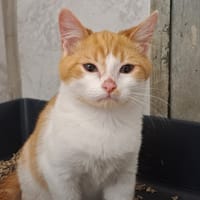 TONNERRE, chat à adopter