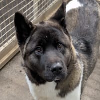 AVA, chienne à adopter