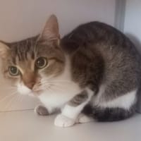 Pixie, chatte à adopter