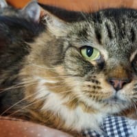 ROMY, chatte à adopter