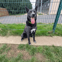 TAIRO, chien à adopter