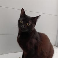 Samy, chatte à adopter