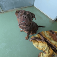 DARKNESS, chien à adopter