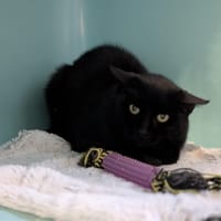 PANTHERA, chatte à adopter