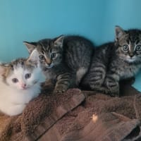 Numa, chatte à adopter