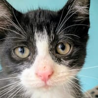 Figaro [Chaton], chat à adopter