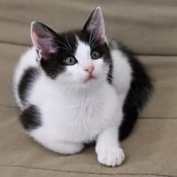 ANGELO, chat à adopter