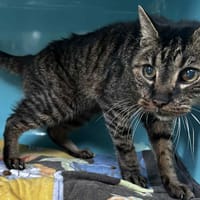 gus, chat à adopter