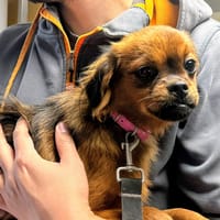 Eden, chienne à adopter