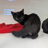 LATTE, chatte à adopter