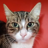 Mommy, chatte à adopter